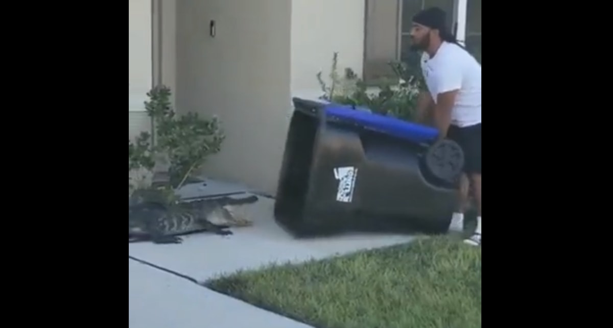 Mężczyzna łapie krokodyla przed domem