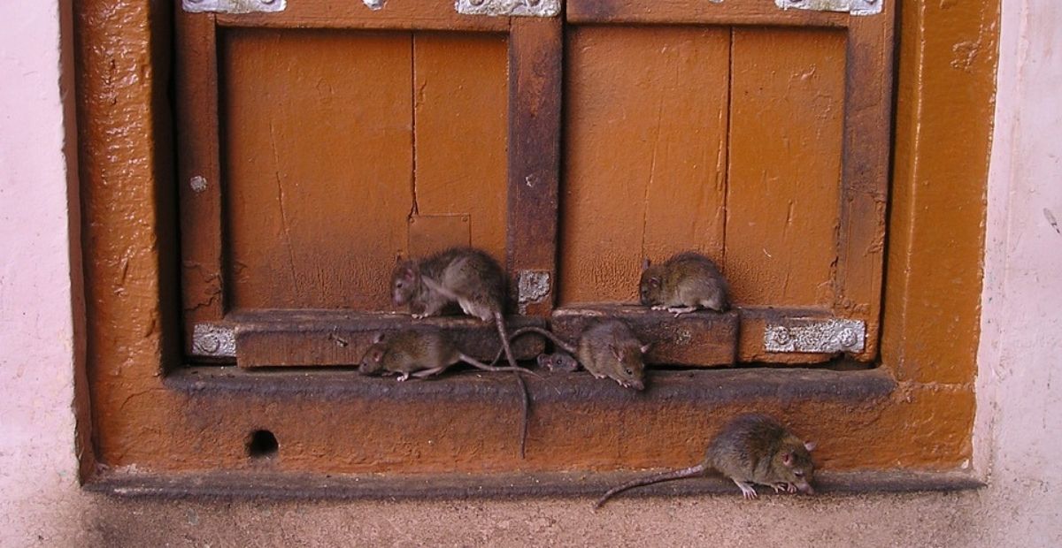 Na Pradze-Południe zalęgły się szczury