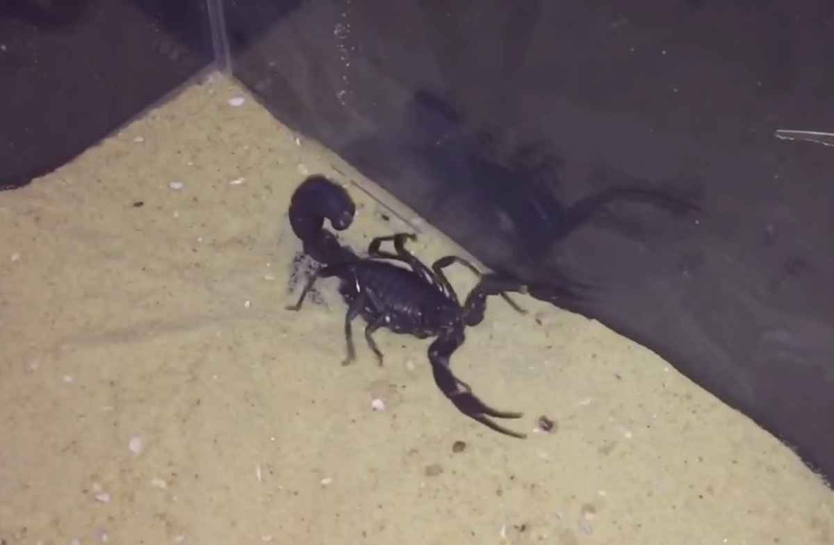 Skorpion Androctonus