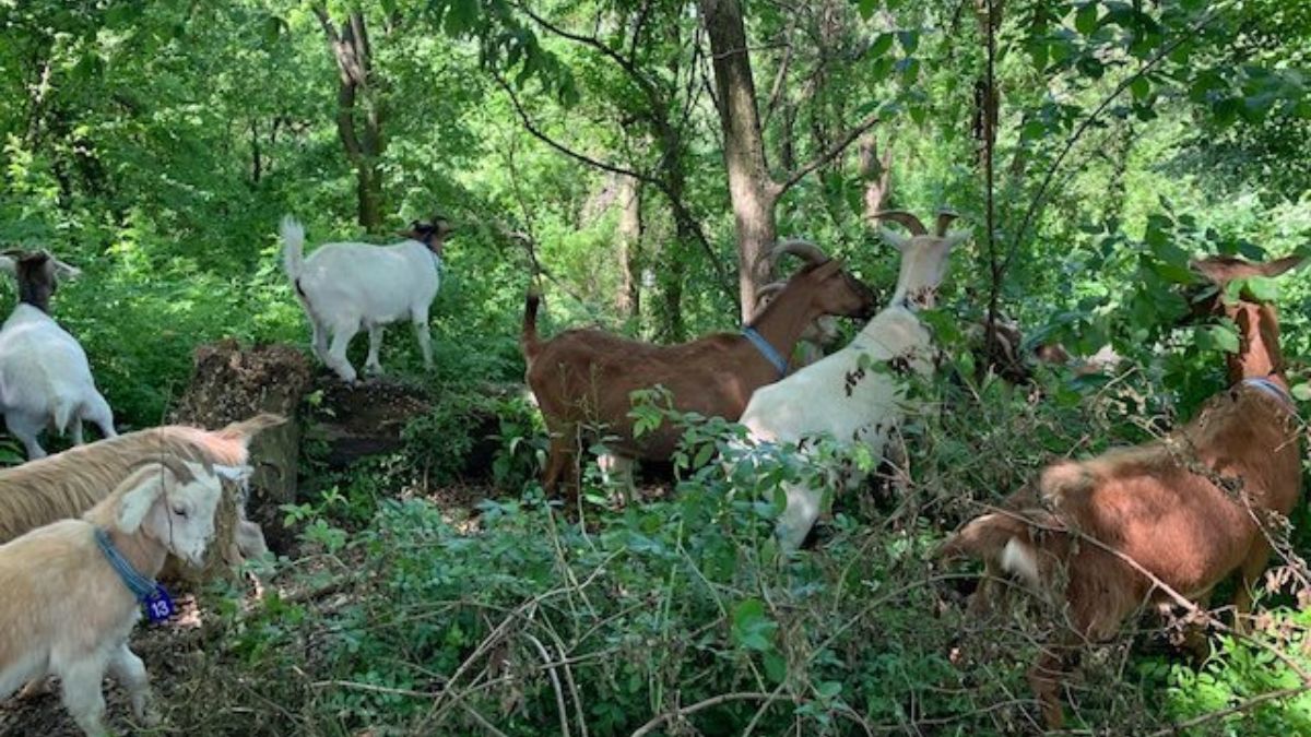 Nowy Jork używa kóz do strzyżenia trawy