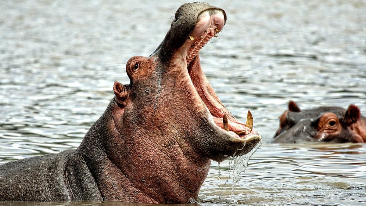 Atak hipopotama na dziecko